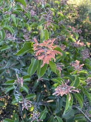 Rhus ovata