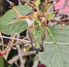 Selasphorus platycercus