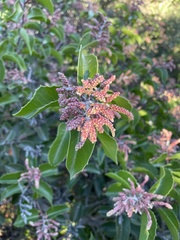 Rhus ovata