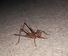 Antaxius spinibrachius