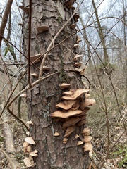 Ischnoderma resinosum