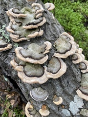 Trametes betulina