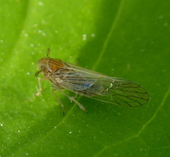 Delphacidae