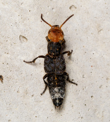 Dinothenarus capitatus