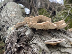 Trametes betulina