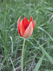 Tulipa zenaidae