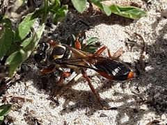 Sphex dorsalis