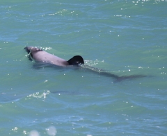 Cephalorhynchus hectori