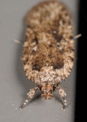 Agonopterix pulvipennella