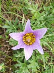 Pulsatilla grandis