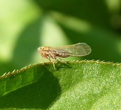 Delphacidae