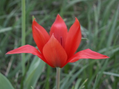 Tulipa zenaidae