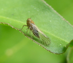 Delphacidae