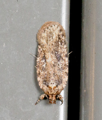 Agonopterix pulvipennella