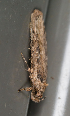 Agonopterix pulvipennella