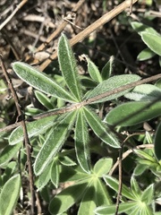 Lupinus formosus
