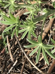 Lupinus formosus