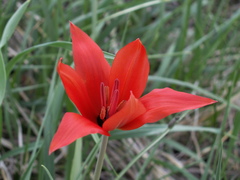 Tulipa zenaidae