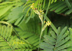 Sisyrinchium palmifolium
