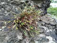 Asplenium septentrionale
