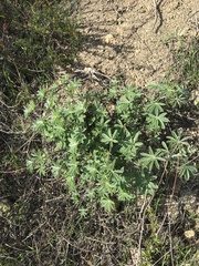 Lupinus formosus