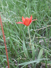 Tulipa zenaidae