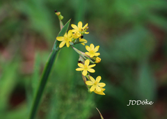 Sisyrinchium palmifolium
