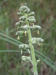 Scrophularia heucheriiflora