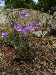 Campanula moravica