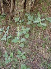 Scrophularia heucheriiflora