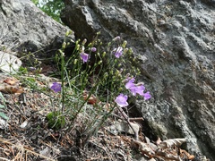 Campanula moravica