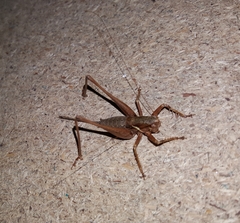 Antaxius spinibrachius