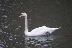 Cygnus olor