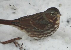 Passerella iliaca iliaca