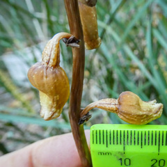 Gastrodia procera