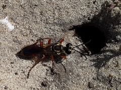 Sphex dorsalis