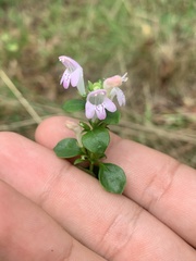 Clinopodium carolinianum