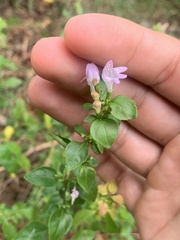 Clinopodium carolinianum