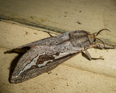 Abantiades labyrinthicus