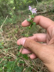 Clinopodium carolinianum