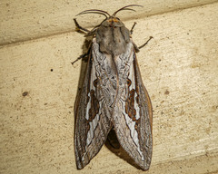 Abantiades labyrinthicus