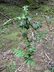 Weinmannia pubescens