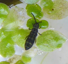 Isotomurus
