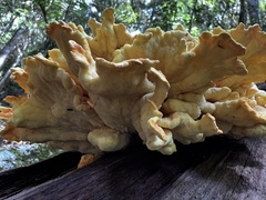 Laetiporus versisporus