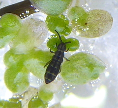 Isotomurus