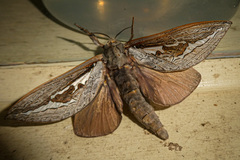 Abantiades labyrinthicus