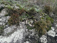 Asplenium septentrionale