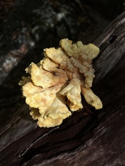 Laetiporus versisporus