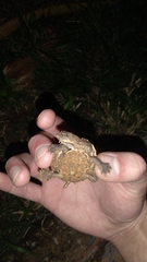 Phrynops geoffroanus