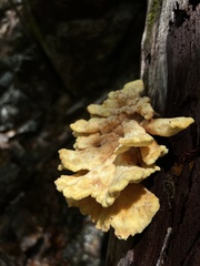 Laetiporus versisporus